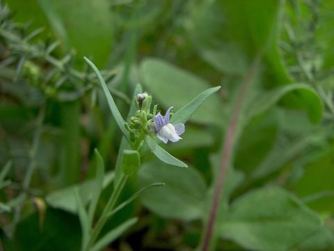 Linaria micrantha - this is what we call a "soul flower" because only people with the soul of a botanist will find it and appericiate it. 
the flower's size is about 2 mm.  Geotagged,Israel,Linaria,Linaria micrantha,Winter