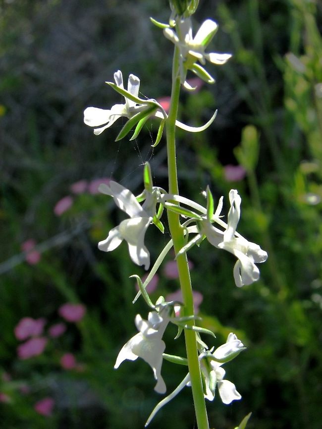 Linaria chalepensis - really delicate  Geotagged,Israel,Linaria,Linaria chalepensis,Mediterranean Toadflax,Spring