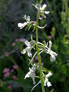 Mediterranean Toadflax