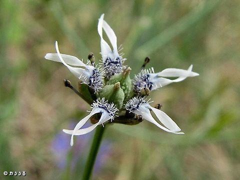 Garidella nigellastrum yes, I'm a frick of weird looking miniature flowers... :-)  Garidella,Garidella nigellastrum,Geotagged,Israel,Spring