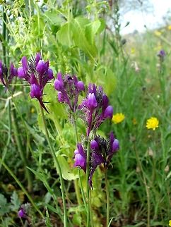 Linaria joppensis - Jaffa's Linaria  Geotagged,Israel,Jaffa Toadflax,Linaria,Linaria joppensis,Winter