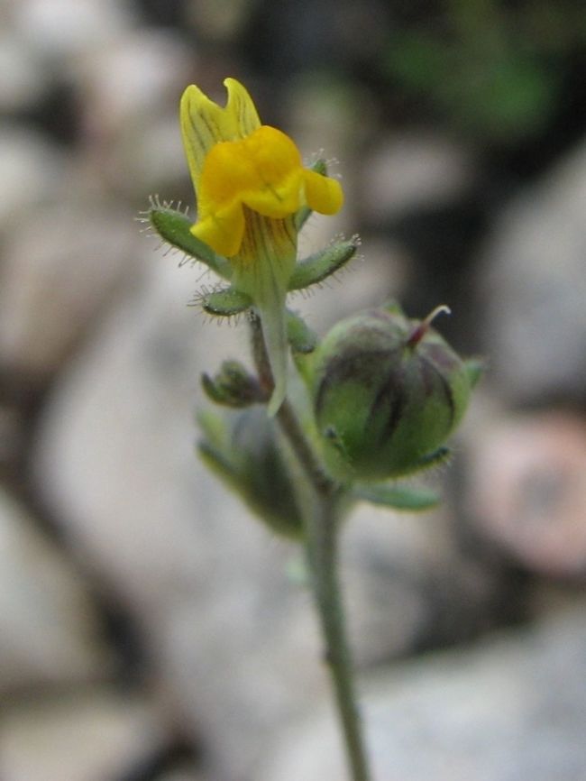 Linaria simplex Yet another miniature Linaria, small-flowered Linaria, each flower is about 2 mm.  Geotagged,Israel,Linaria,Linaria simplex,Spring