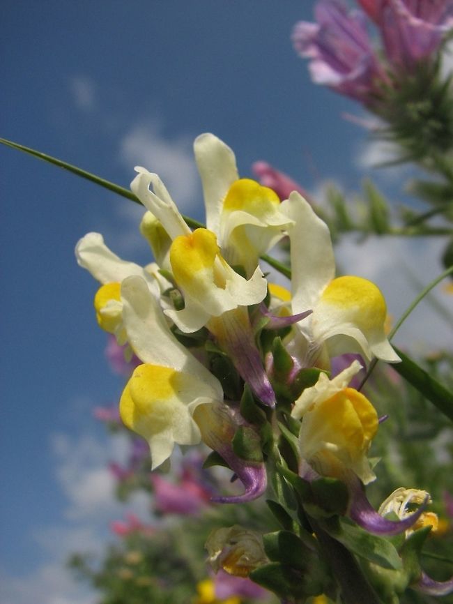Linaria triphylla  Geotagged,Israel,Linaria,Linaria triphylla,Spring,Three-leaved Toadflax