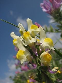 Three-leaved Toadflax
