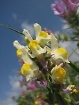 Linaria triphylla  Geotagged,Israel,Linaria,Linaria triphylla,Spring,Three-leaved Toadflax