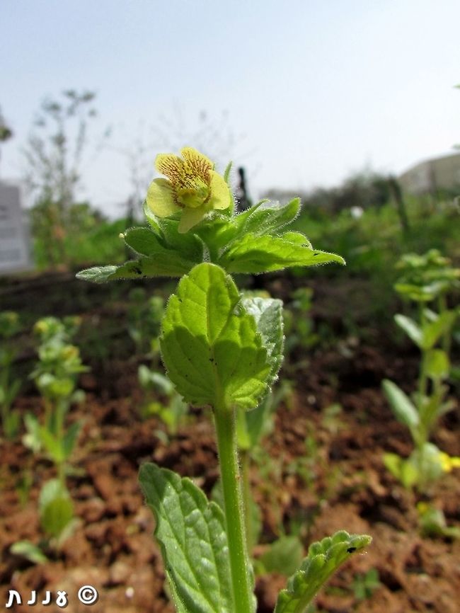 Mosheovia galilaea in Tel Aviv University Botanical Garden an extremely rare, maybe extinct flower from Israel,  I only saw it in Botanical gardens.  Geotagged,Israel,Mosheovia,Mosheovia galilaea,Winter