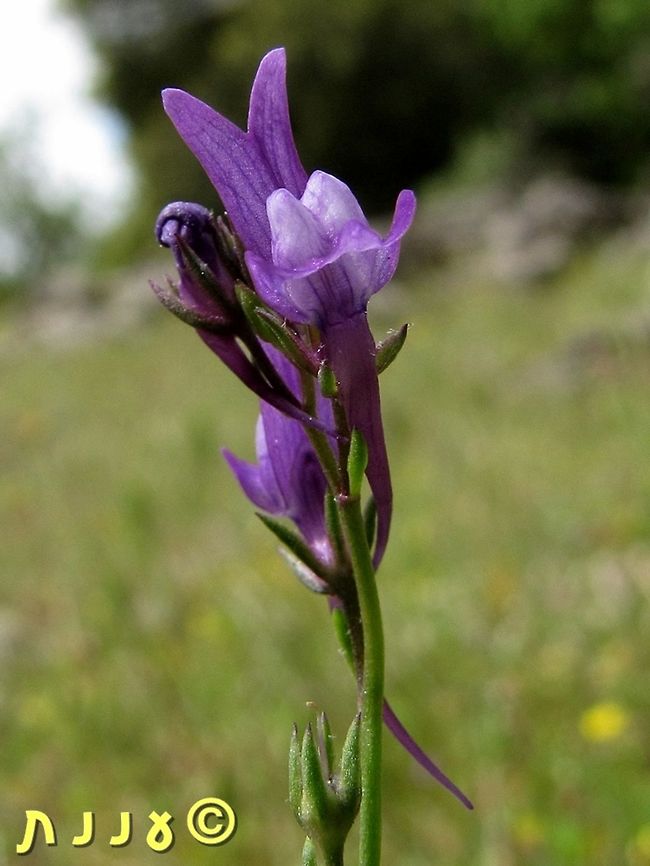 Linaria pelisseriana  Geotagged,Israel,Linaria,Linaria pelisseriana,Pelisser's Toadflax,Spring