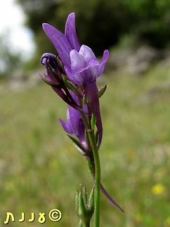 Pelisser's Toadflax