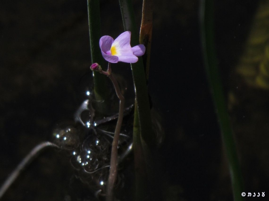 Utricularia purpurea a tiny carnivorous  plant Florida,Geotagged,Summer,United States,Utricularia,Utricularia purpurea