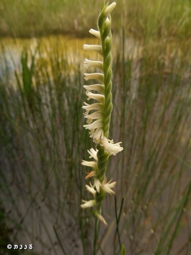 Spiranthes laciniata  Everglades,Florida,Geotagged,Lacelip Ladies' Tresses,Spiranthes,Spiranthes laciniata,Summer,United States