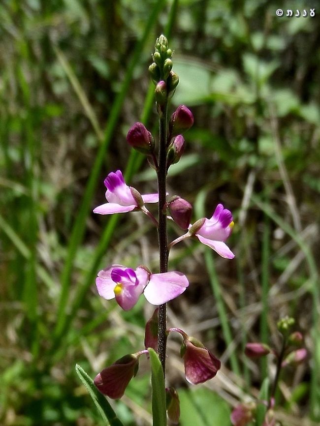 Polygala grandiflora  Geotagged,Polygala,Polygala grandiflora,Summer,Sweet Pea Shrub,United States