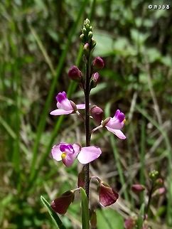 Sweet Pea Shrub