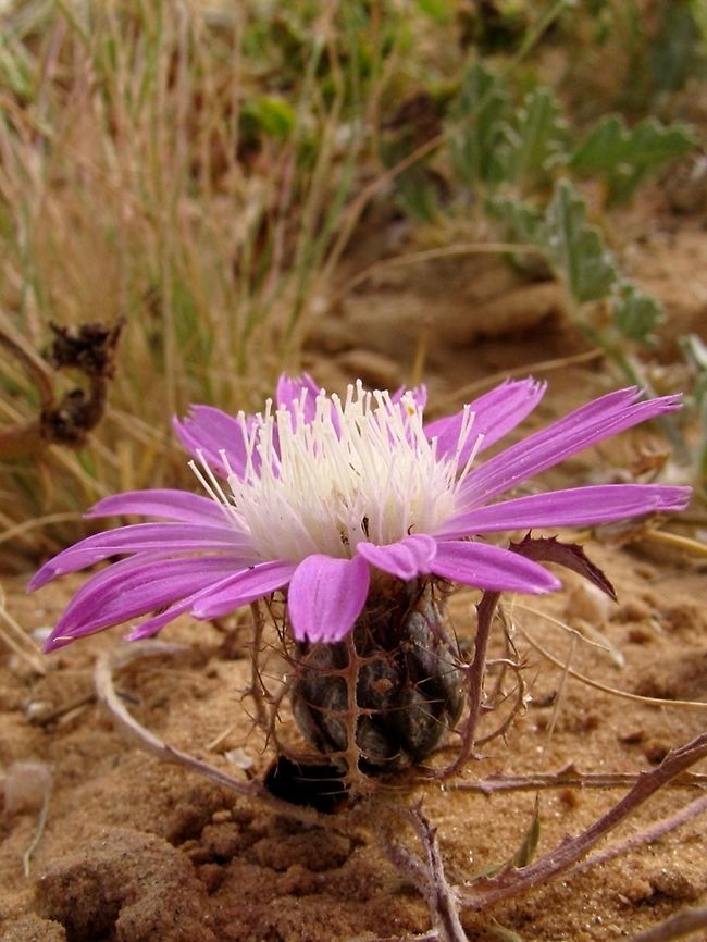Atractylis prolifera Another desert beauty Atractylis,Atractylis prolifera,Geotagged,Israel