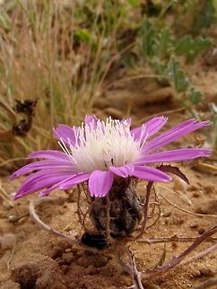 Atractylis prolifera