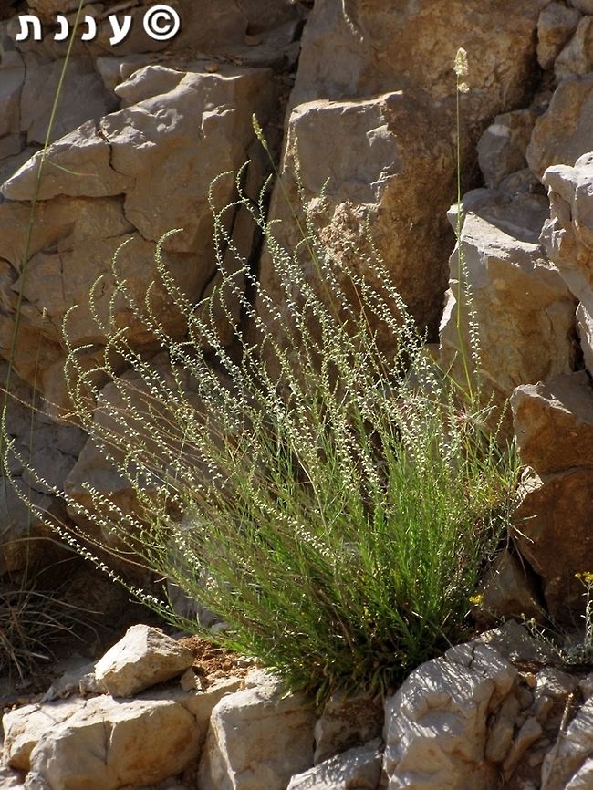Anarrhinum forskahlii  Anarrhinum,Anarrhinum forskahlii,Geotagged,Israel,Spring