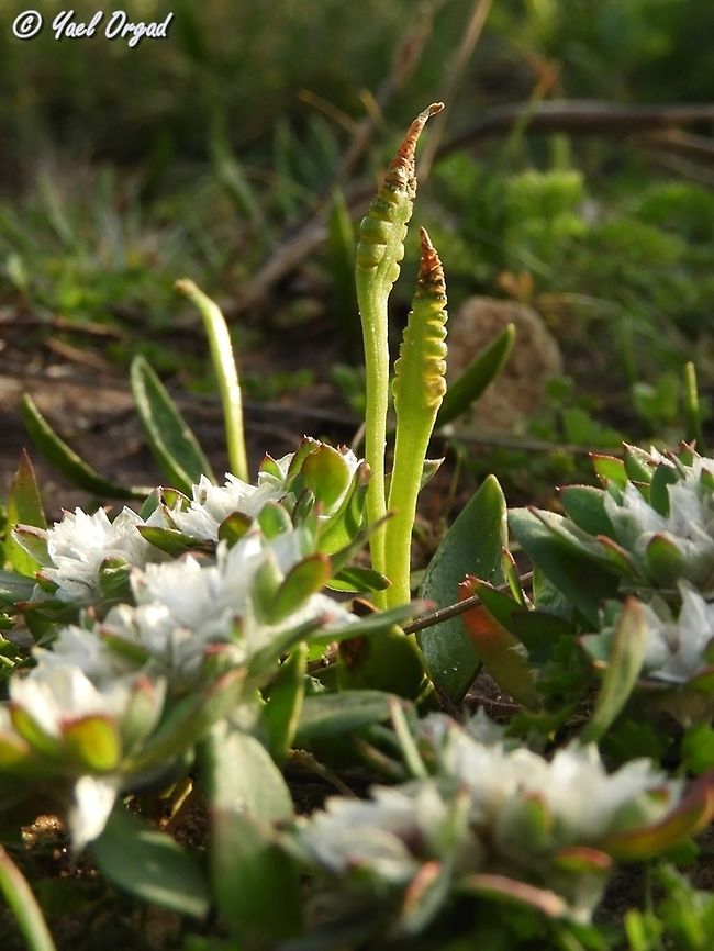 Ophioglossum lusitanicum After my friend, Ori Fragman-Sapir uploaded the wonderful rare southern Adder&#039;s-Tongue fern, <br />
<figure class="photo"><a href="https://www.jungledragon.com/image/72089/ophioglossum_polyphyllum.html" title="Ophioglossum polyphyllum"><img src="https://s3.amazonaws.com/media.jungledragon.com/images/3333/72089_thumb.jpg?AWSAccessKeyId=05GMT0V3GWVNE7GGM1R2&Expires=1767225610&Signature=c03VxIOCv53fMkvkK5rsYgrn1mA%3D" width="200" height="132" alt="Ophioglossum polyphyllum Ophioglossum polyphyllum is a small fern with a fleshy root cluster, rather thick entire leaves and erect sporangia. It occurs only in rare rainy years in the extreme desert sands. Geotagged,Israel,Large Adder&#039;s Tongue,Ophioglossum polyphyllum,Winter" /></a></figure><br />
I decided to reply with the Northern, less rare but still rare and endangered (at least in Israel), Least Adder&#039;s-Tongue fern. <br />
The plant&#039;s entire size is about 2 cm.  Adder's-Tongue,Geotagged,Israel,Least Adder's-Tongue,Ophioglossum lusitanicum,Winter,lusitanicum