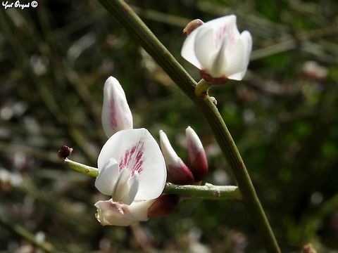 Retama raetam The only plant whose latin name comes from its biblical name, "Rotem" in hebrew. 
common in Israel in the desert and along the coast, has a wonderful scent. Geotagged,Israel,Retama raetam,Winter