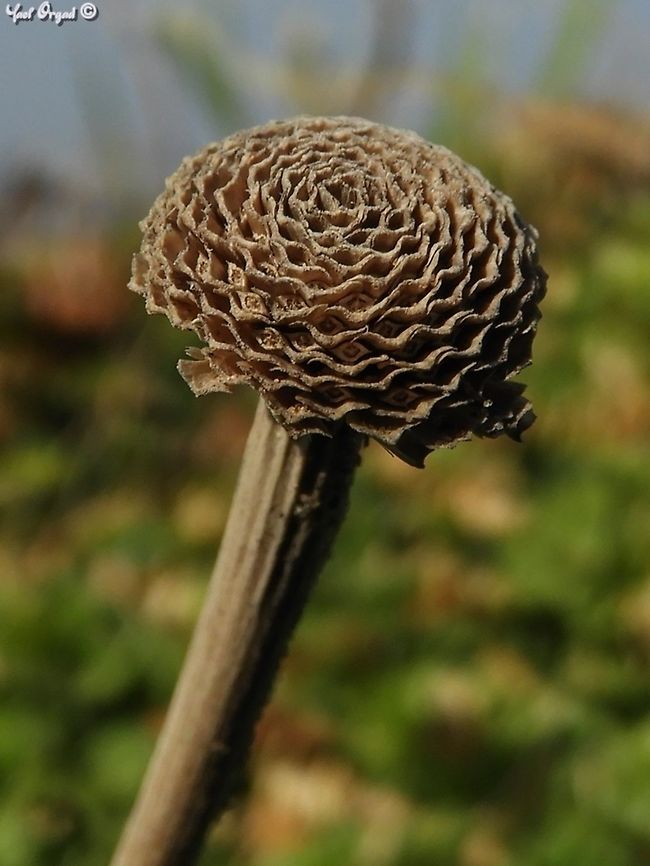 Cota amblyolepis (Anthemis amblyolepis) an extremely rare Anthemis (or Cota, by some definitions) found in 2 locations in Israel. <br />
this is its fruit, I really like the wavy-layer pattern.  Anthemis amblyolepis,Cota amblyolepis,Geotagged,Israel,Winter