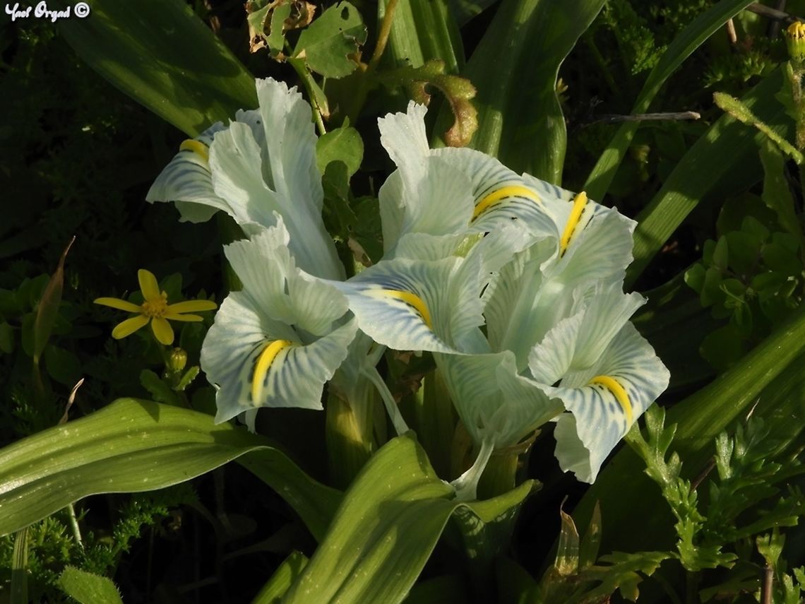 Iris palaestina - Palestine Iris this modest looking Iris has a variety of colors - white, light blue, yellow, cream, light green and all the combinations of these. common over Israel.  Geotagged,Iris,Iris palaestina,Israel,Winter
