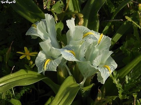 Iris palaestina - Palestine Iris this modest looking Iris has a variety of colors - white, light blue, yellow, cream, light green and all the combinations of these. common over Israel.  Geotagged,Iris,Iris palaestina,Israel,Winter