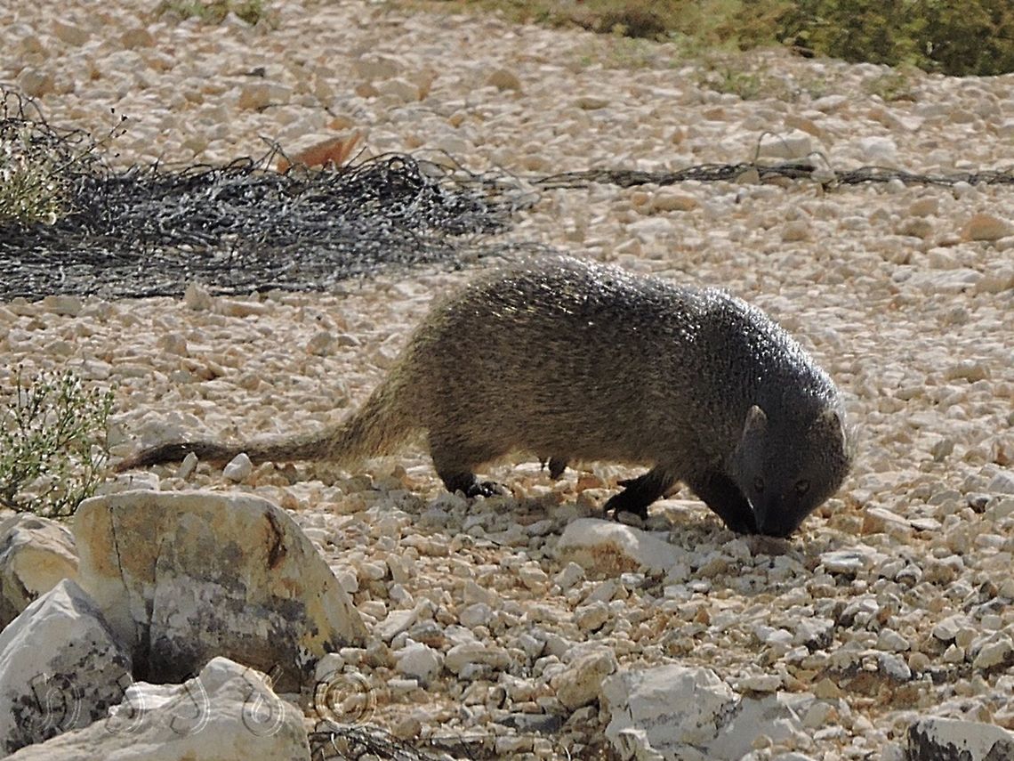 Herpestes ichneumon - Egyptian Mongoose I really enjoy meeting these ones :-)  Egyptian mongoose,Fall,Geotagged,Herpestes ichneumon,Israel