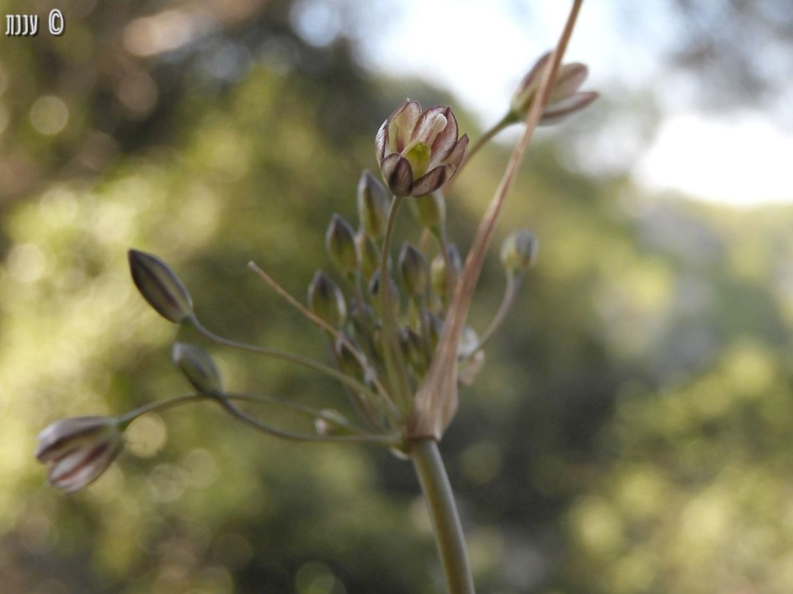 Allium tardiflorum - Autumn Allium  Allium tardiflorum,Geotagged,Israel,Summer