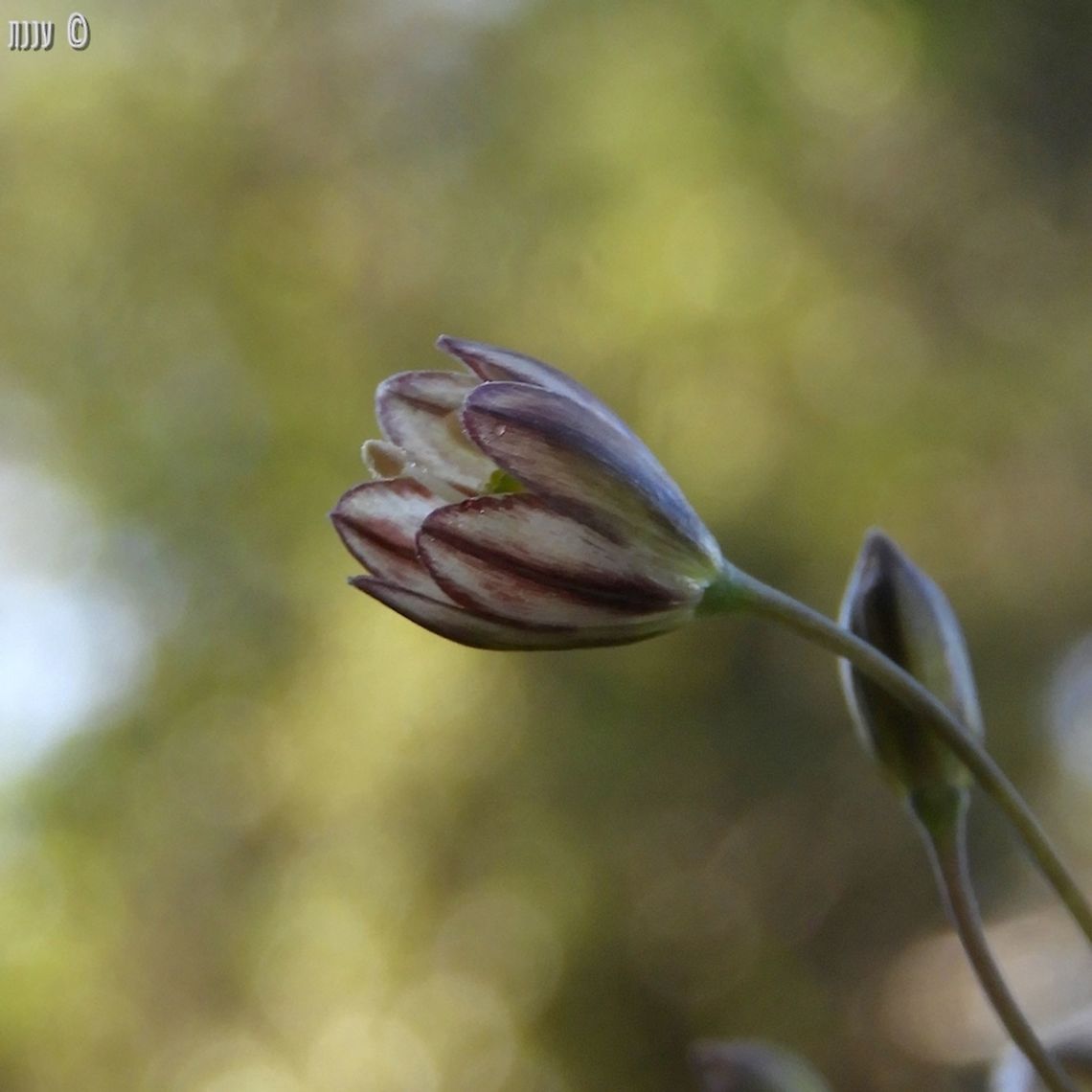Allium tardiflorum - Autumn Allium  Allium tardiflorum,Geotagged,Israel,Summer