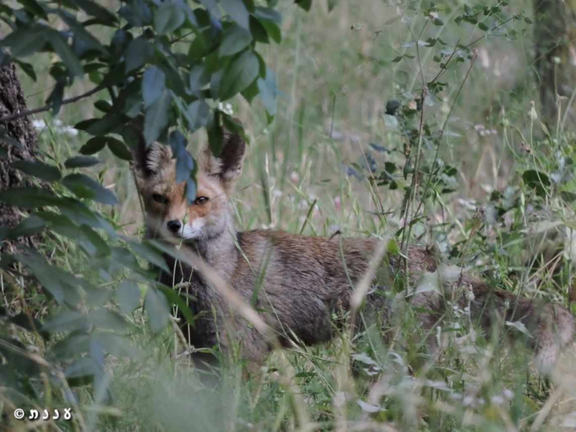 Red Fox - Vulpes vulpes it&#039;s amazing to meet them in a park in the middle of the city!  Geotagged,Israel,Red Fox,Spring,Vulpes vulpes