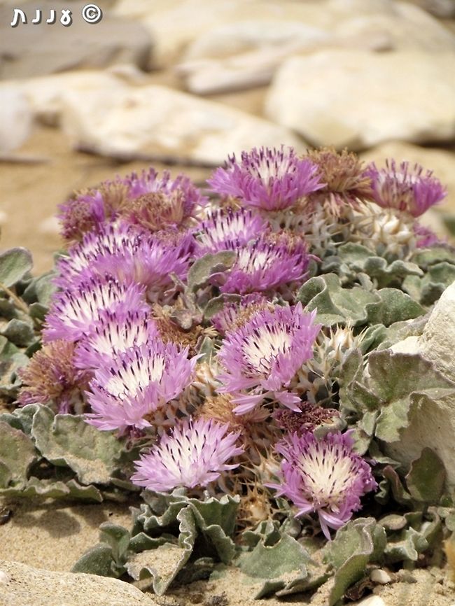 Centaurea pumilio a beautiful rare flower, with lovely big pink flowering heads on the coast.  Centaurea pumilio,Geotagged,Israel,Spring