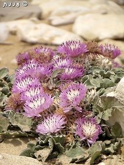 Centaurea pumilio a beautiful rare flower, with lovely big pink flowering heads on the coast.  Centaurea pumilio,Geotagged,Israel,Spring