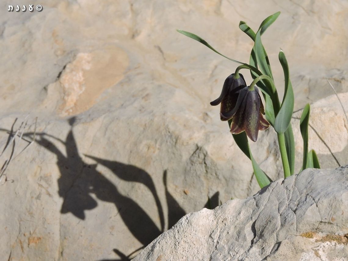 Fritillaria crassifolia on the Hermon mountain  Fritillaria crassifolia,Israel,Mount Hermon