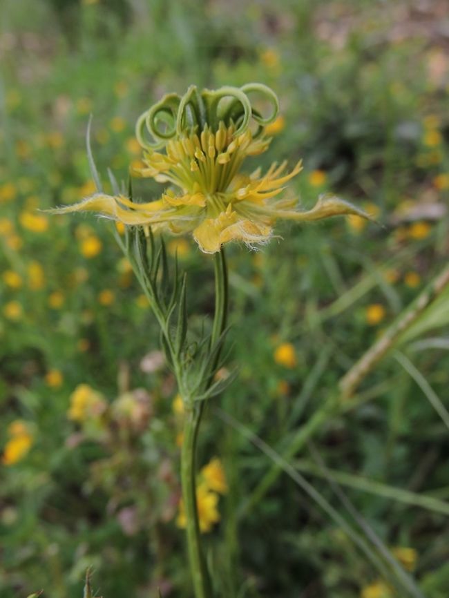 Nigella ciliaris I really love the complexity of the Nigellas  Geotagged,Israel,Nigella,Nigella ciliaris,Spring