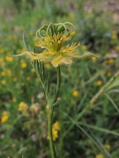 Nigella ciliaris I really love the complexity of the Nigellas  Geotagged,Israel,Nigella,Nigella ciliaris,Spring