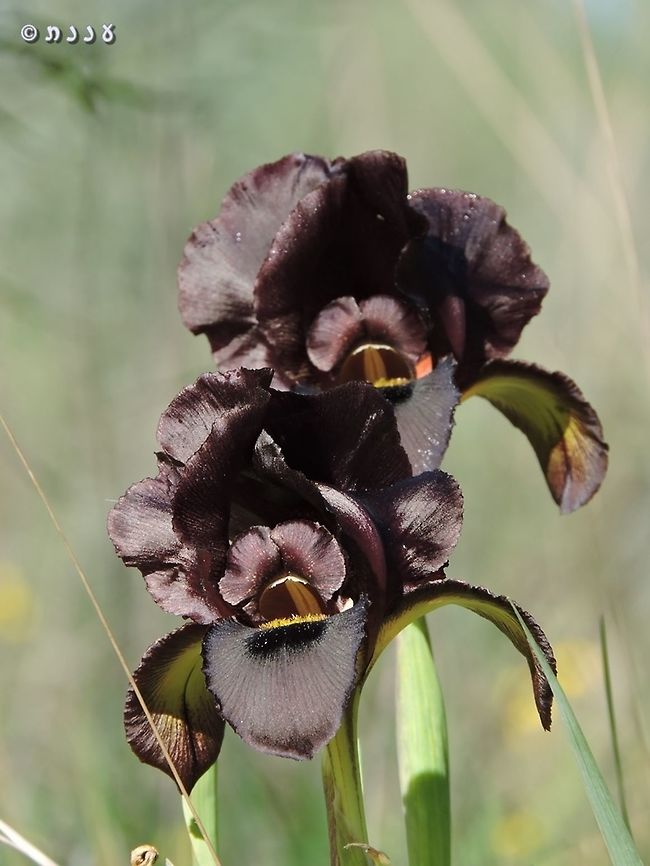 Iris atropurpurea - Coastal Iris Another color variant...  Coastal Iris,Geotagged,Iris atropurpurea,Israel,Winter
