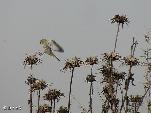 Greenfinch - Chloris chloris jumping around looking for seeds to eat Carduelis chloris,European Greenfinch,Geotagged,Israel,Spring