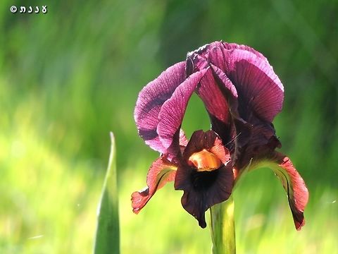 Iris atropurpurea - Coastal Iris Rare and critically endangered. Geotagged,Iris atropurpurea,Israel,Winter