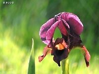 Iris atropurpurea - Coastal Iris Rare and critically endangered. Geotagged,Iris atropurpurea,Israel,Winter