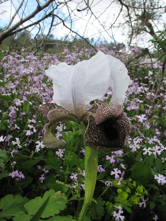 Iris bismarckiana Yet another one of the incredible Oncocyclus Irises, with lots of Ricotia lunaria in the background Geotagged,Iris bismarckiana,Israel,Winter
