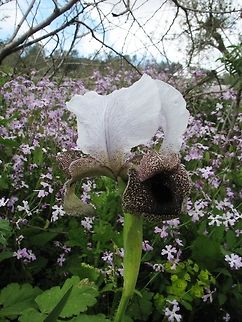 Iris bismarckiana Yet another one of the incredible Oncocyclus Irises, with lots of Ricotia lunaria in the background Geotagged,Iris bismarckiana,Israel,Winter
