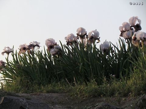 Iris hermona in the sunset the sunset gives them pinkish colors  Golan Heights,Iris,Iris hermona,Israel