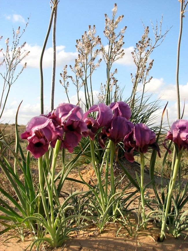 Iris mariae - The Negev Iris an Iris of the Oncocyclus section, the most arid one: can survive with less than 200 mm annual rainfall! Geotagged,Iris,Iris mariae,Israel,Winter