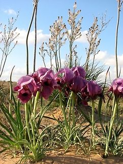 Iris mariae - The Negev Iris an Iris of the Oncocyclus section, the most arid one: can survive with less than 200 mm annual rainfall! Geotagged,Iris,Iris mariae,Israel,Winter