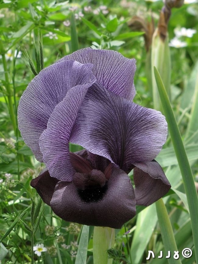 Iris haynei - Mount Gilboa Iris another one of the Oncocyclus section, with really big flower Geotagged,I. haynei,Iris,Iris haynei,Israel,Spring