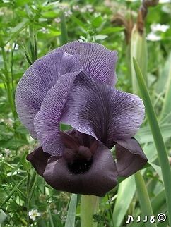 Iris haynei - Mount Gilboa Iris another one of the Oncocyclus section, with really big flower Geotagged,I. haynei,Iris,Iris haynei,Israel,Spring