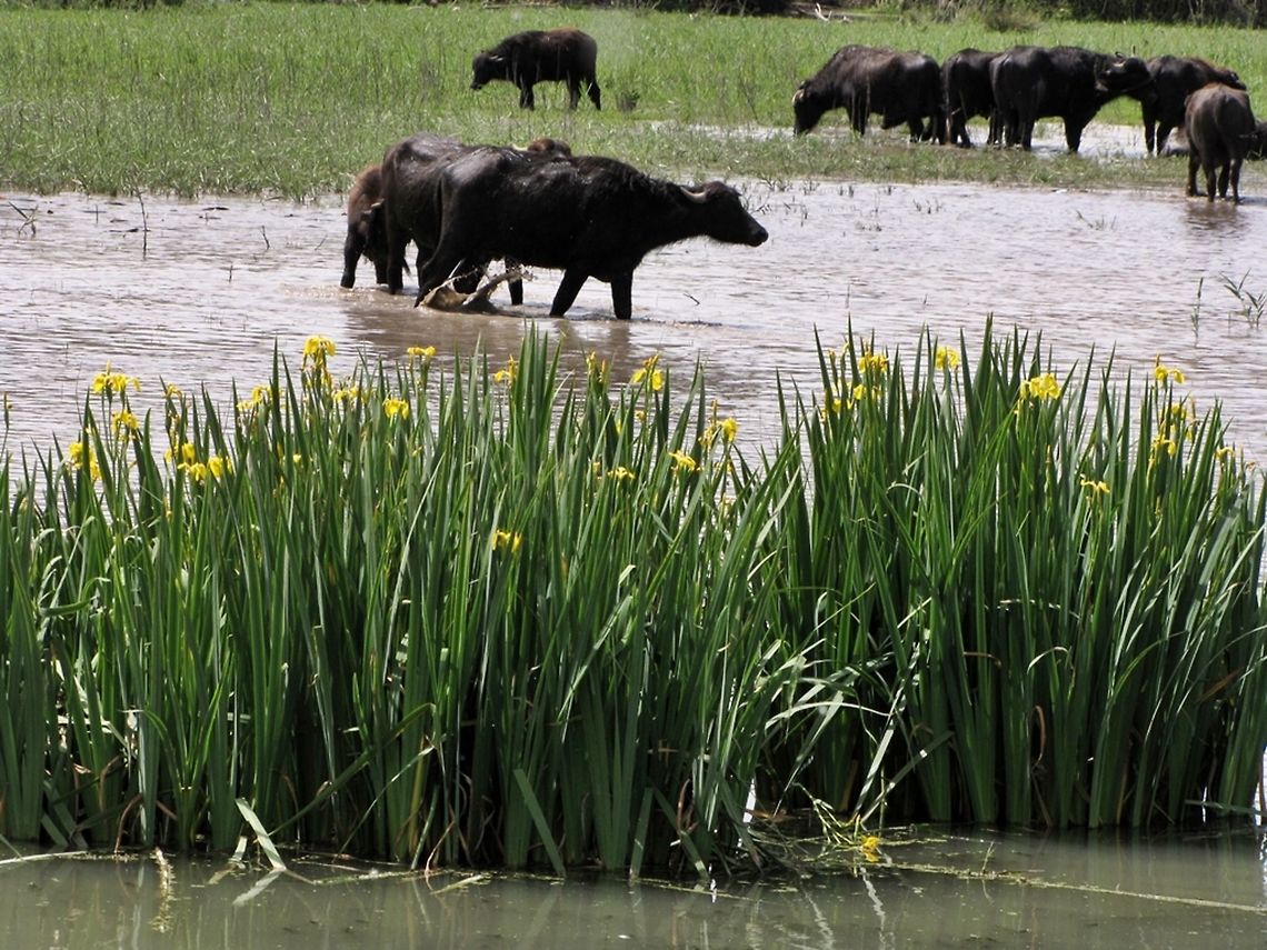 Iris pseudacorus with African Buffalos Considered quite common ןמ Europe, the Iris pseudacorus is almost extinct in Israel and was reintroduced in the Hula reserve. here, together with the African Buffalos (Syncerus caffer) African buffalo,Geotagged,Iris pseudacorus,Israel,Spring,Syncerus caffer,Yellow flag