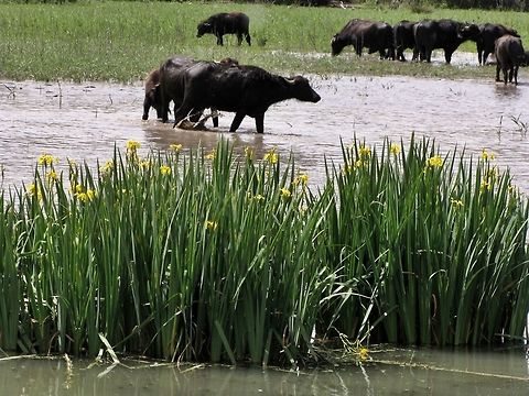 Iris pseudacorus with African Buffalos Considered quite common ןמ Europe, the Iris pseudacorus is almost extinct in Israel and was reintroduced in the Hula reserve. here, together with the African Buffalos (Syncerus caffer) African buffalo,Geotagged,Iris pseudacorus,Israel,Spring,Syncerus caffer,Yellow flag
