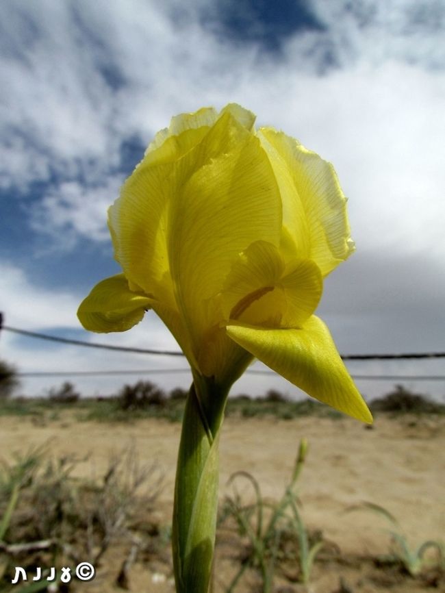 Iris hieruchamensis - rare yellow color variant one of the smaller Oncocyclus Irises, but one with an amazing variety of colors.  Geotagged,Iris,Iris hieruchamensis,Iris petrana,Israel,Spring