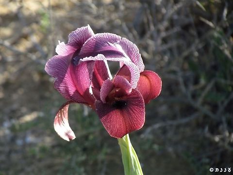 Iris hieruchamensis one of the smaller Oncocyclus Irises, but one with an amazing variety of colors.  Geotagged,Iris hieruchamensis,Iris petrana,Israel,Winter