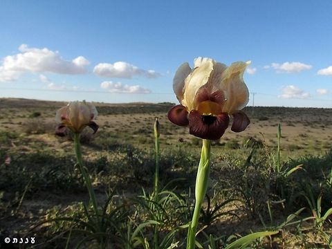 Iris hieruchamensis - rare golden-brown color variant one of the smaller Oncocyclus Irises, but one with an amazing variety of colors.  Geotagged,Iris,Iris hieruchamensis,Iris petrana,Israel,Spring