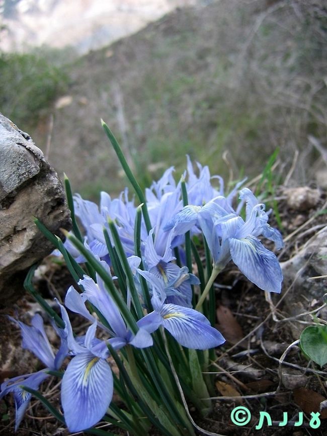 Iris vartani  Geotagged,Iris,Iris vartani,Iris vartanii,Israel